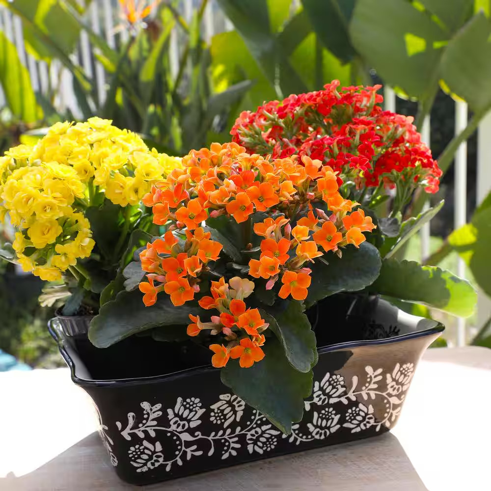 3-Pack 2.5 In. Kalanchoe Blossfeldiana Live Succulents in Assorted Colors in Gro