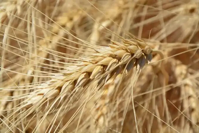 Hard White Wheat seeds (300) / FLOUR / FLORIDA GROWN / COVER CROP
