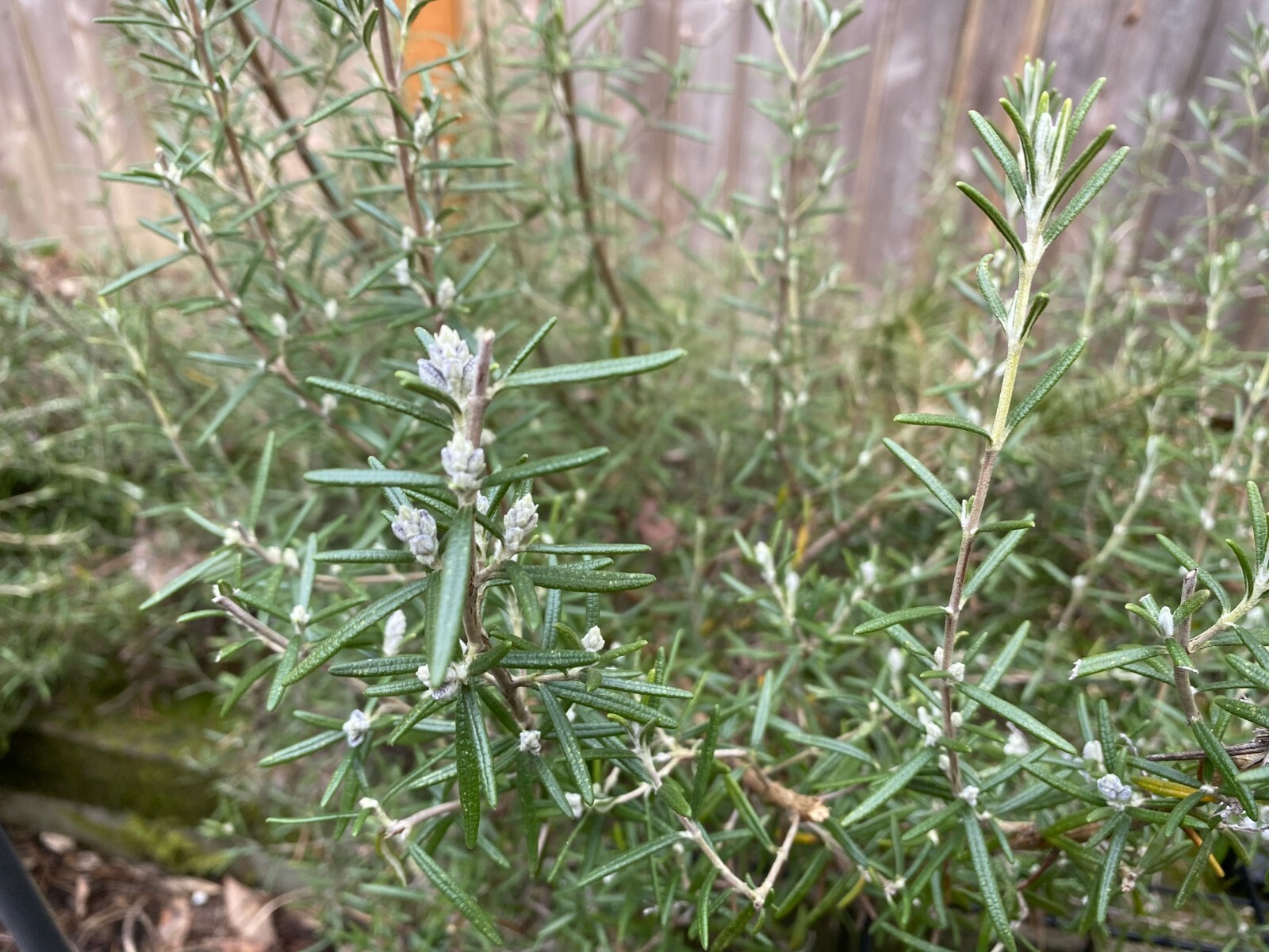 Rosemary “Arp” 4 Cuttings Cold Hardy Beautiful Landscape Fragrant Culinary Herb