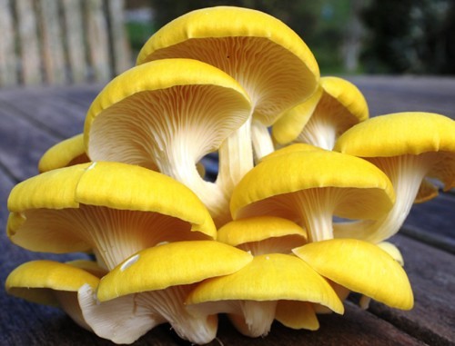GOLDEN OYSTER mushroom spores spawn/mycelium (on dry seeds)