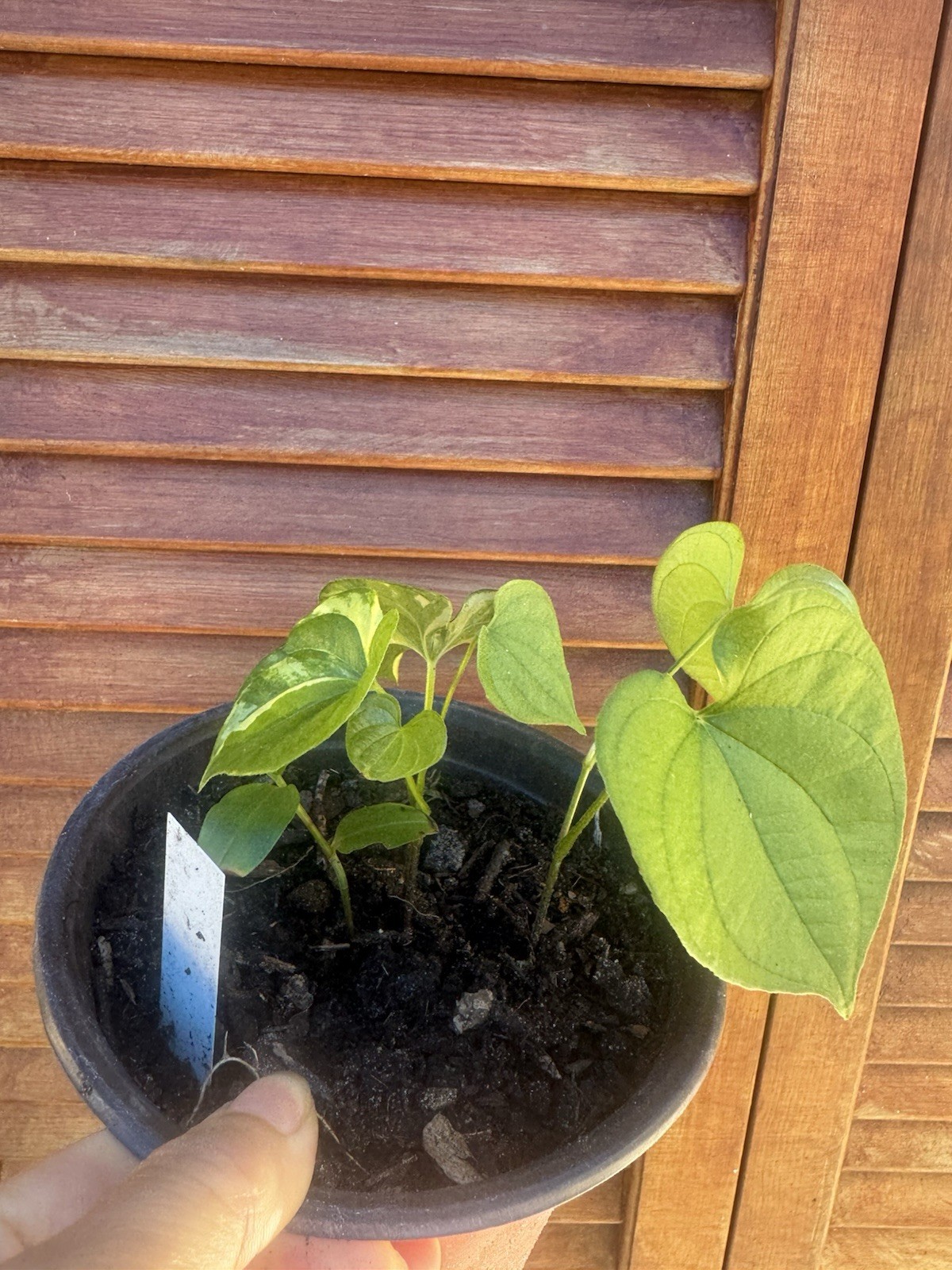 Rare- Edible Asian Dioscorea Esculenta | Lesser Yam Plant – with pot for growing