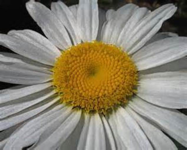 Beautiful Shasta Daisy! Perennial – 25 Seeds! Very Easy to Grow! Comb. S/H!