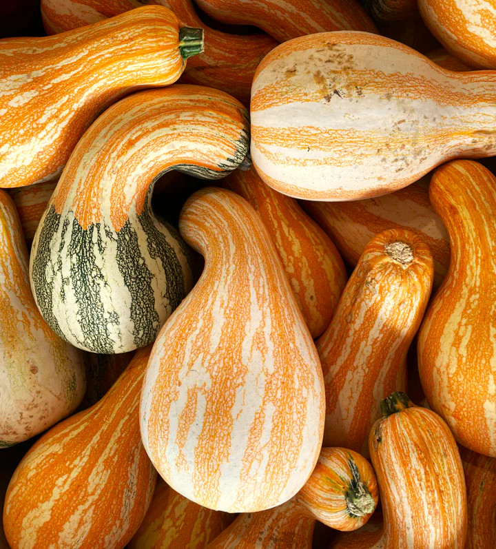 Orange Striped Cushaw Squash Seeds | Sweet Gourd Pumpkin Seed 2024 Fast Shipping