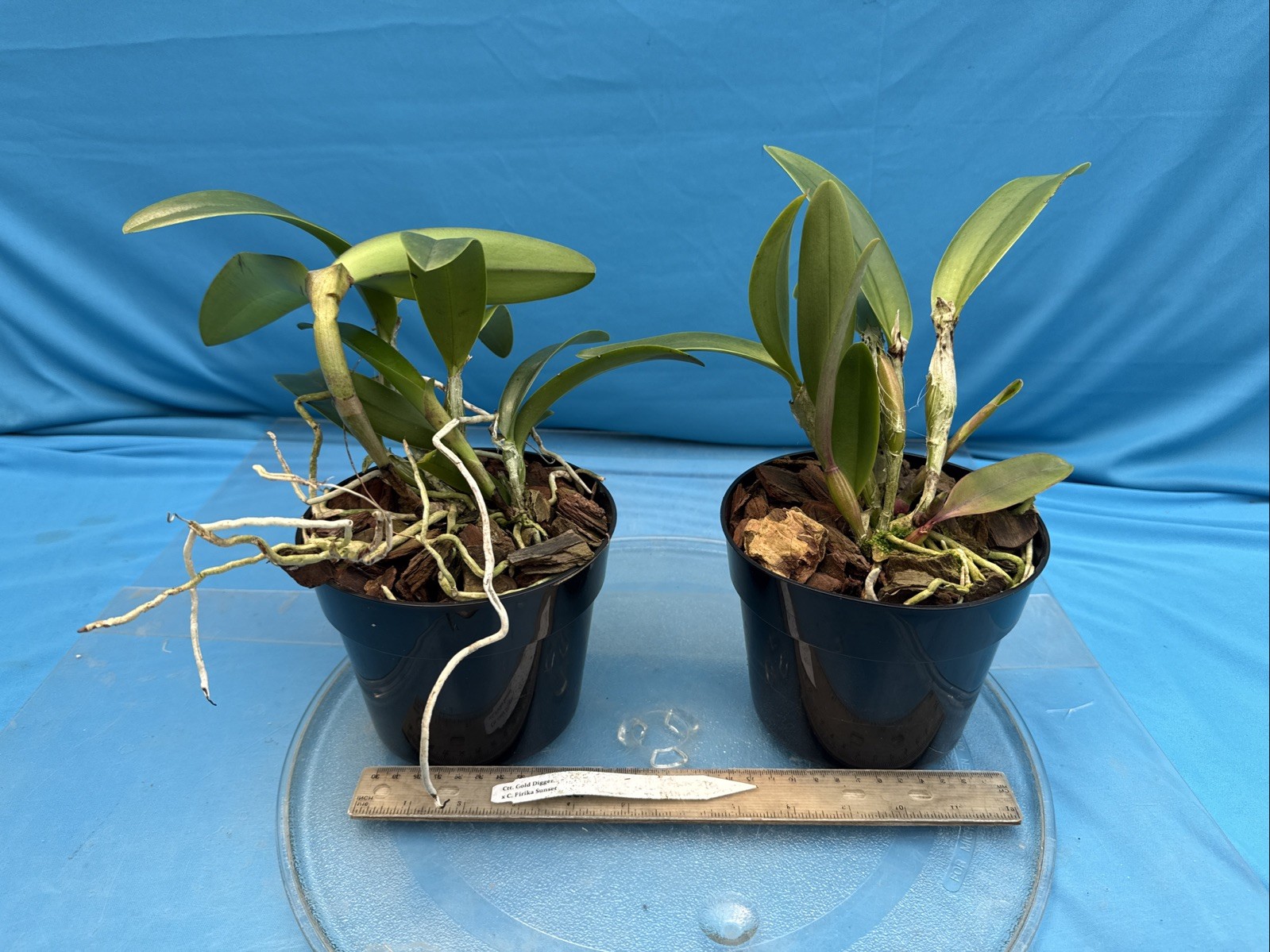 Cattlianthe Gold Digger X C. Pirika Sunset Orange Yellow Orchid Eros Hybrid 6”