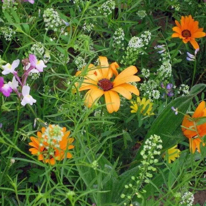 500+ Wildflower Mix Seeds – DROUGHT RESISTANT – 25 Species – Dry Area – Non-GMO