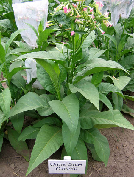 1000 White Stem Orinoco Tobacco Seeds ~ Heirloom Bright Leaf Nicotiana Tabacum