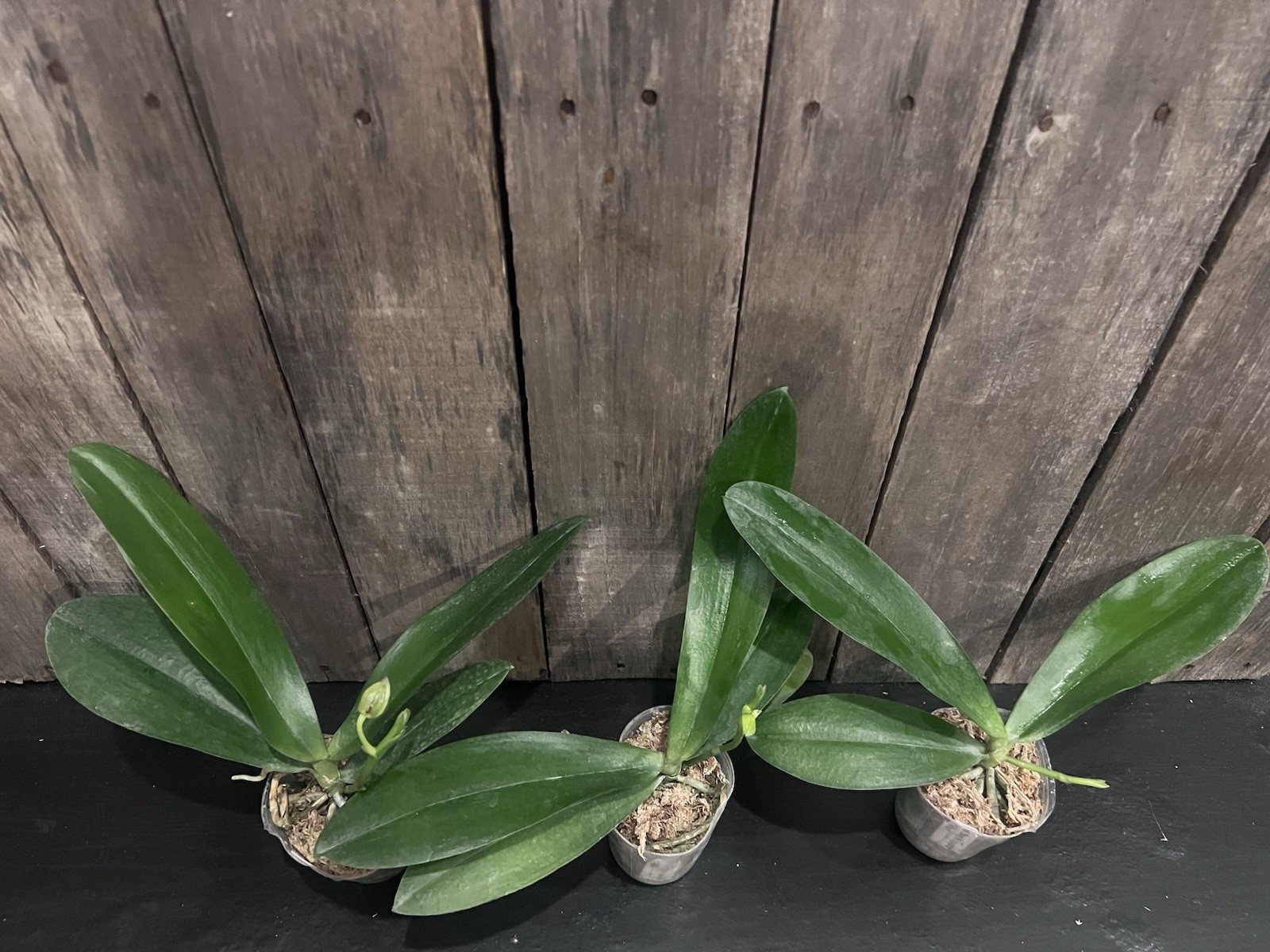 Phal. Zheng Min Anaconda ‘Wilson’, Fragrant, In Spike, FREE Shipping