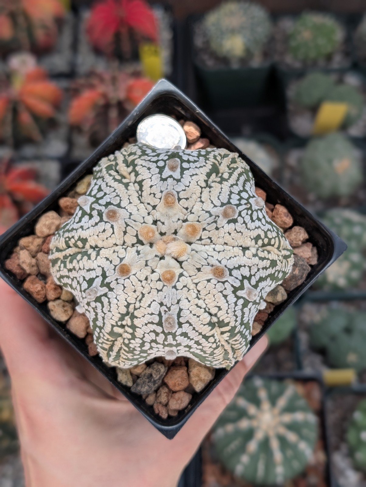 Astrophytum Asterias cv Superkabuto V type f Star shape 6 Rib