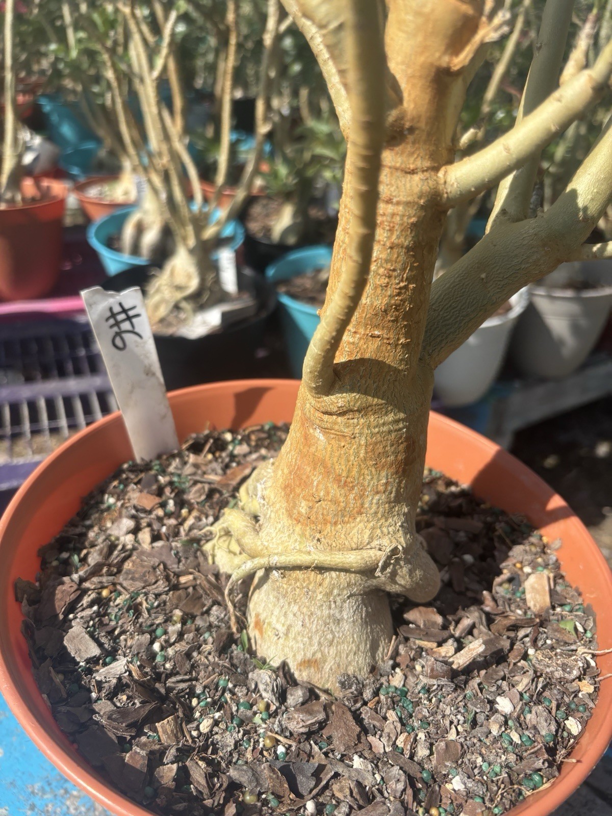 Adenium Obesum Desert Bareroot Pick A # From The Pictures
