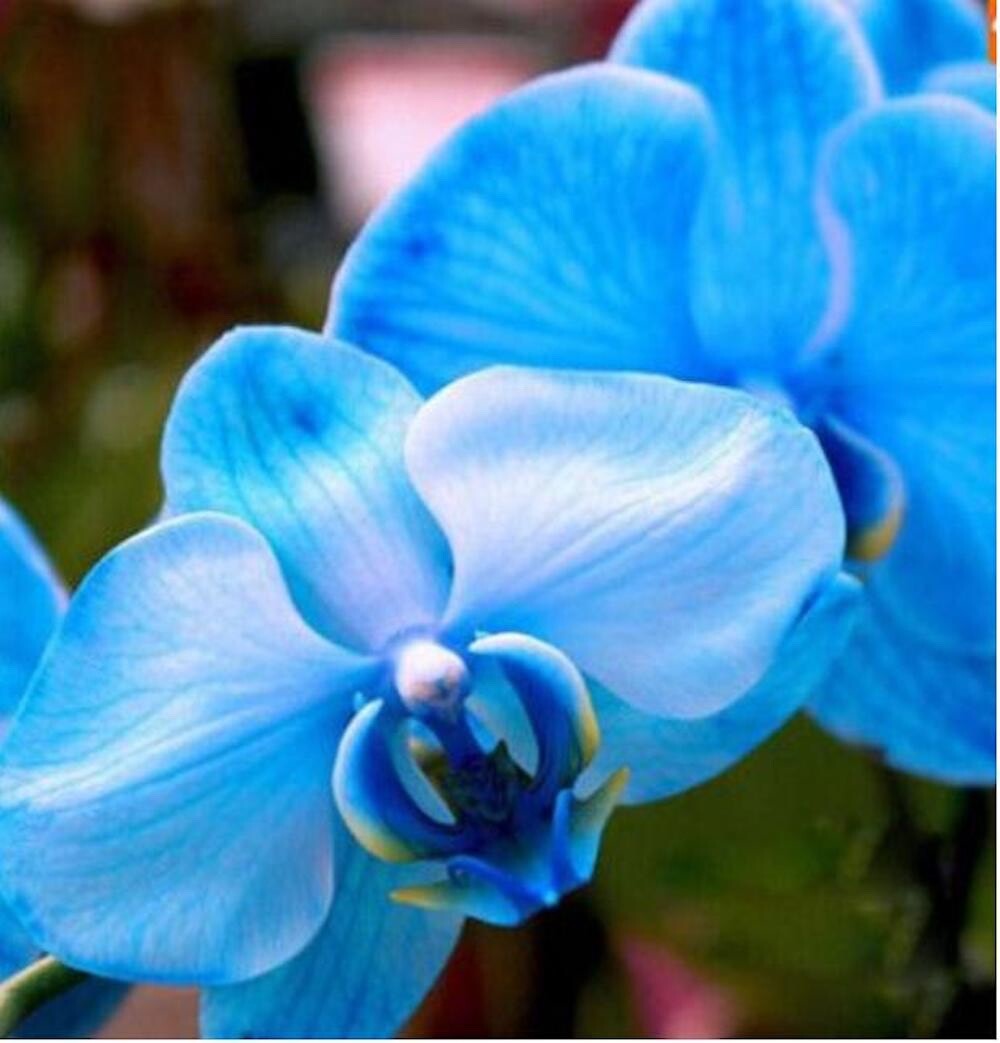20 SEEDS for Blue ORCHID rare flower bloom garden exotic house plant USA Seller