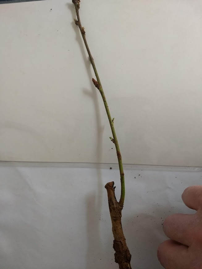 1 Hansens bush cherry, rooted plant, Zones 2-8 self pollinat