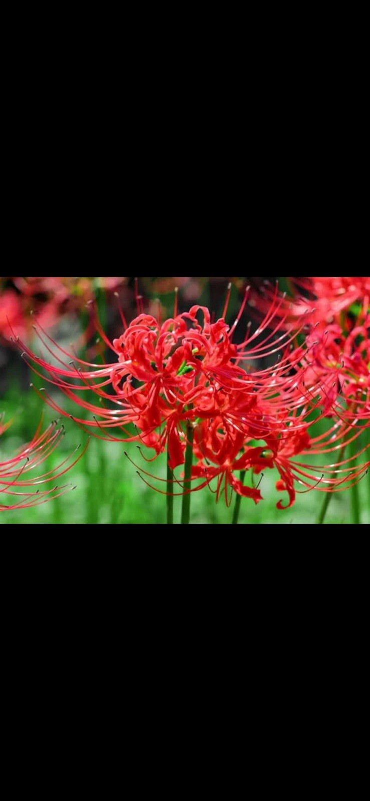 Small Red Spider Lily Quantity 10