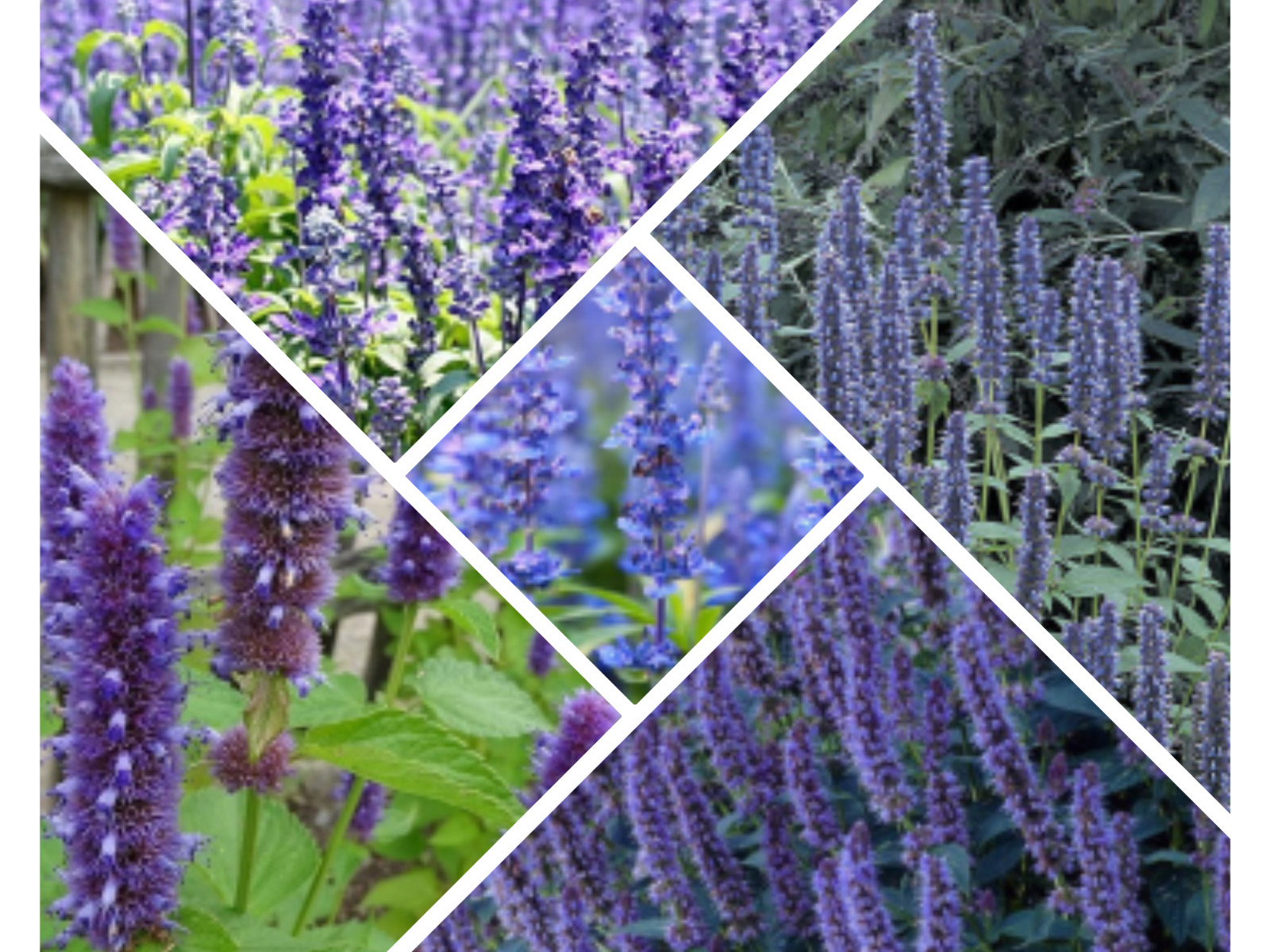 150 Seeds| Blue Hyssop Herb Seeds #7002