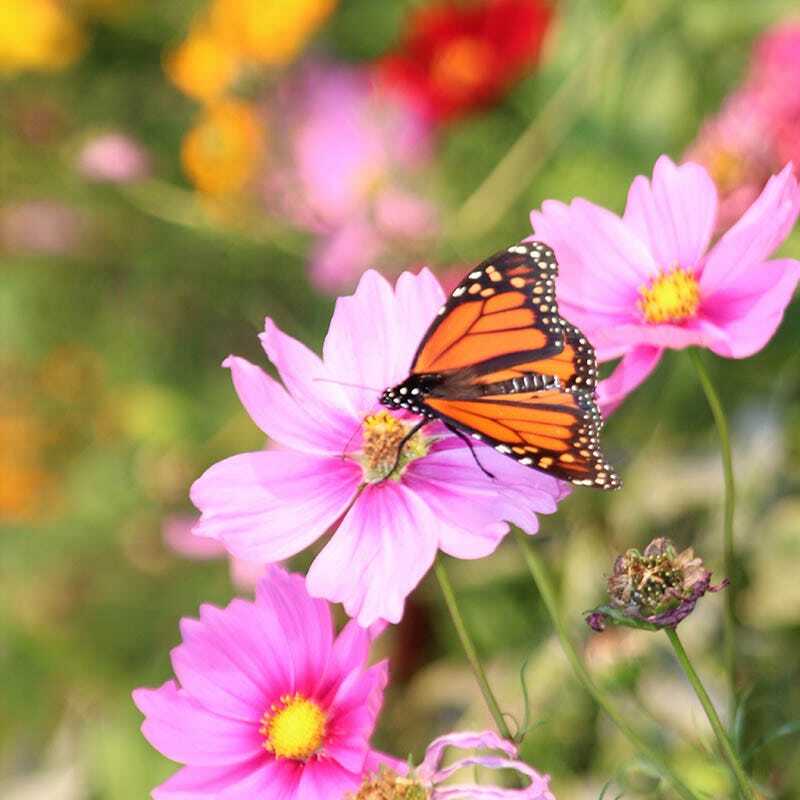 Wildflower Mix BUTTERFLY & HUMMINGBIRD Heirloom Flowers USA Non-GMO 1000+ Seeds!