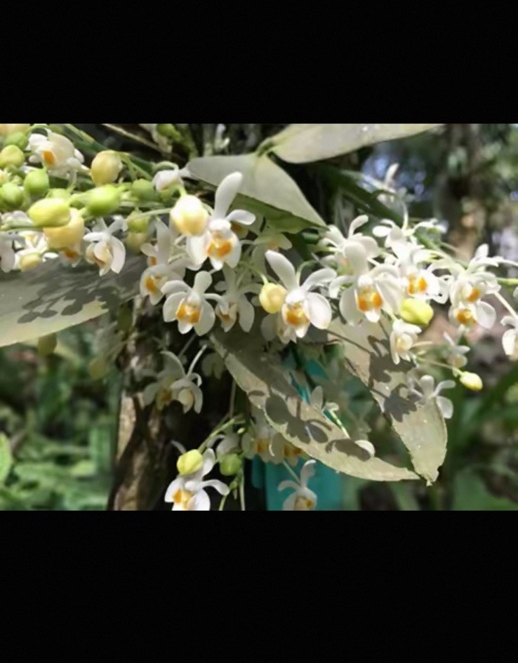 Phalaenopsis malipoensis Rare Species Fragrant Orchid Blooming Size Plant