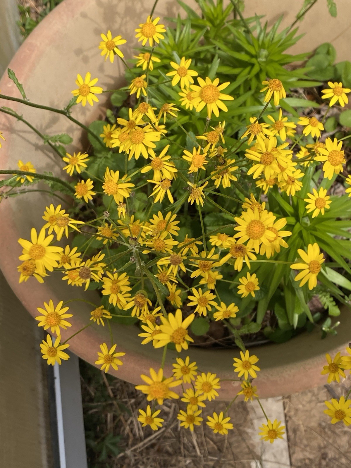 7 Plant Roots Of Golden ragwort (Packera aurea) medicinal, perennial A Beauty