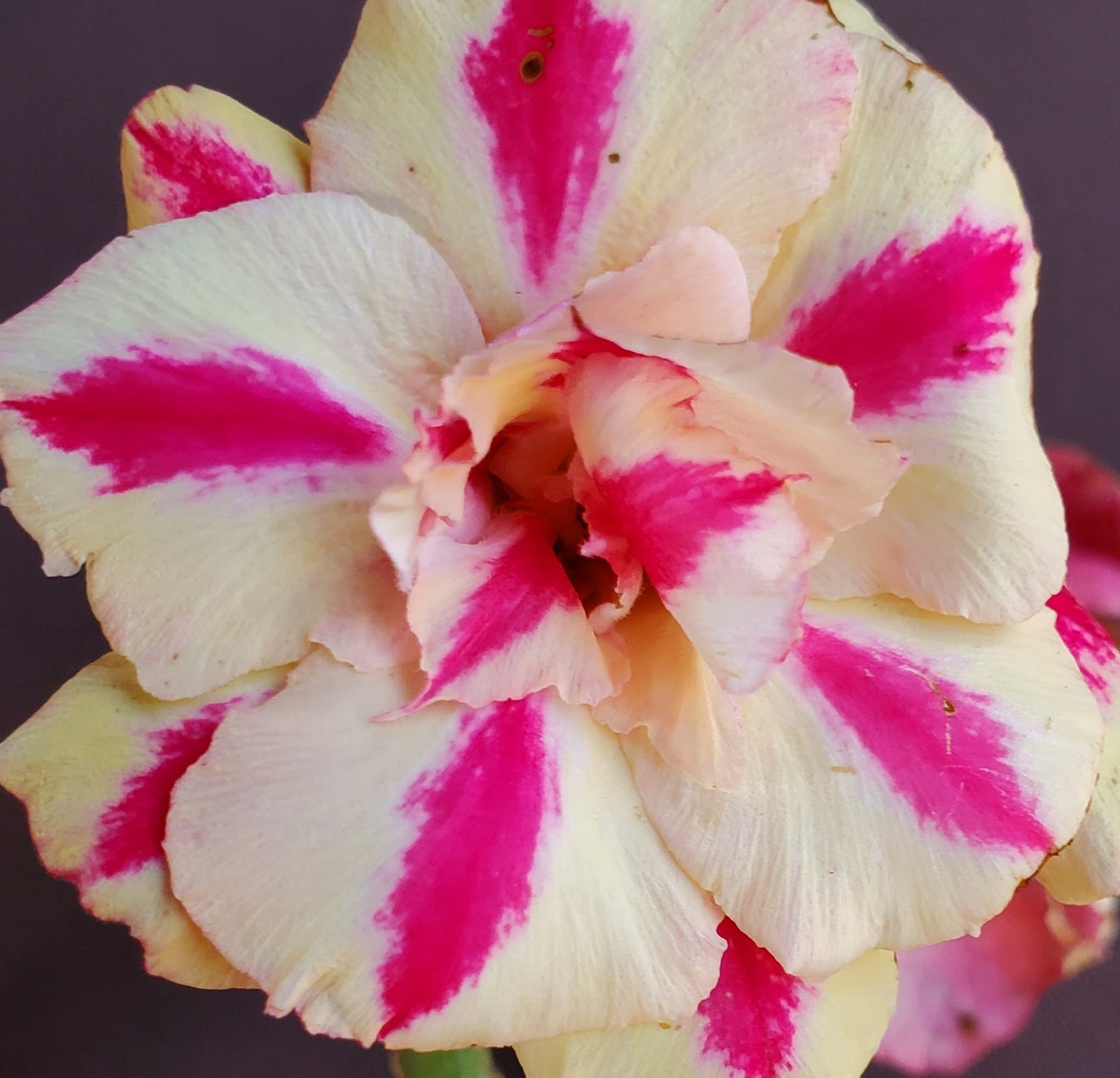 desert rose Adenium obesum plant Tong Yod yellow & pink LARGE New stock “B”