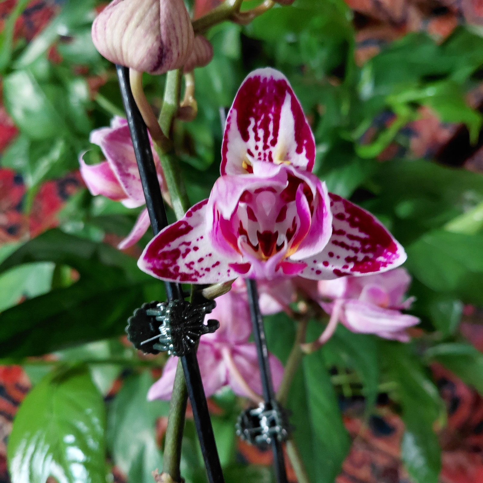 Phal Lianher Happy Ladybug – Peloric