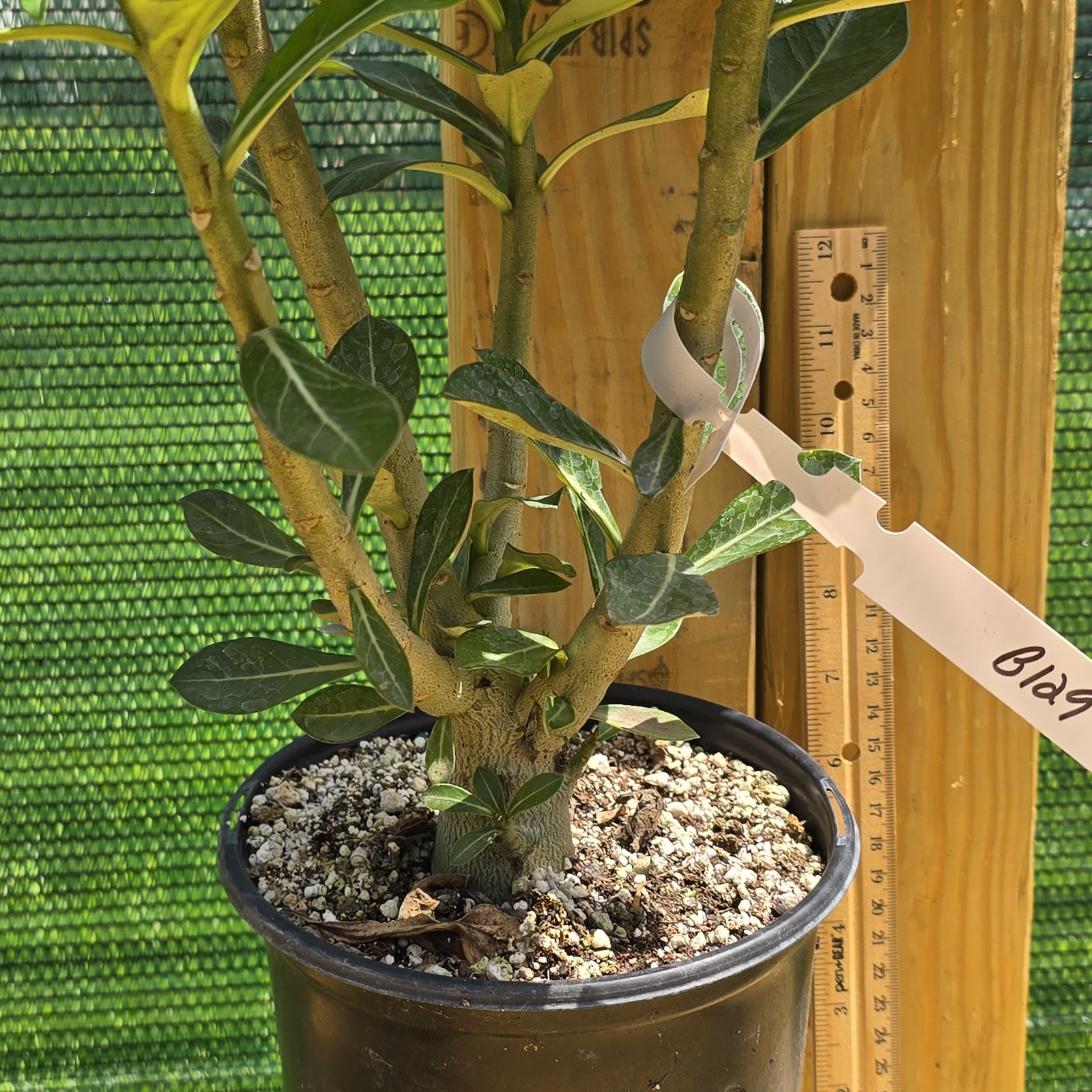 B129: Adenium Obesum Desert Rose Live Plant Rosa Del Desierto Original From Seed