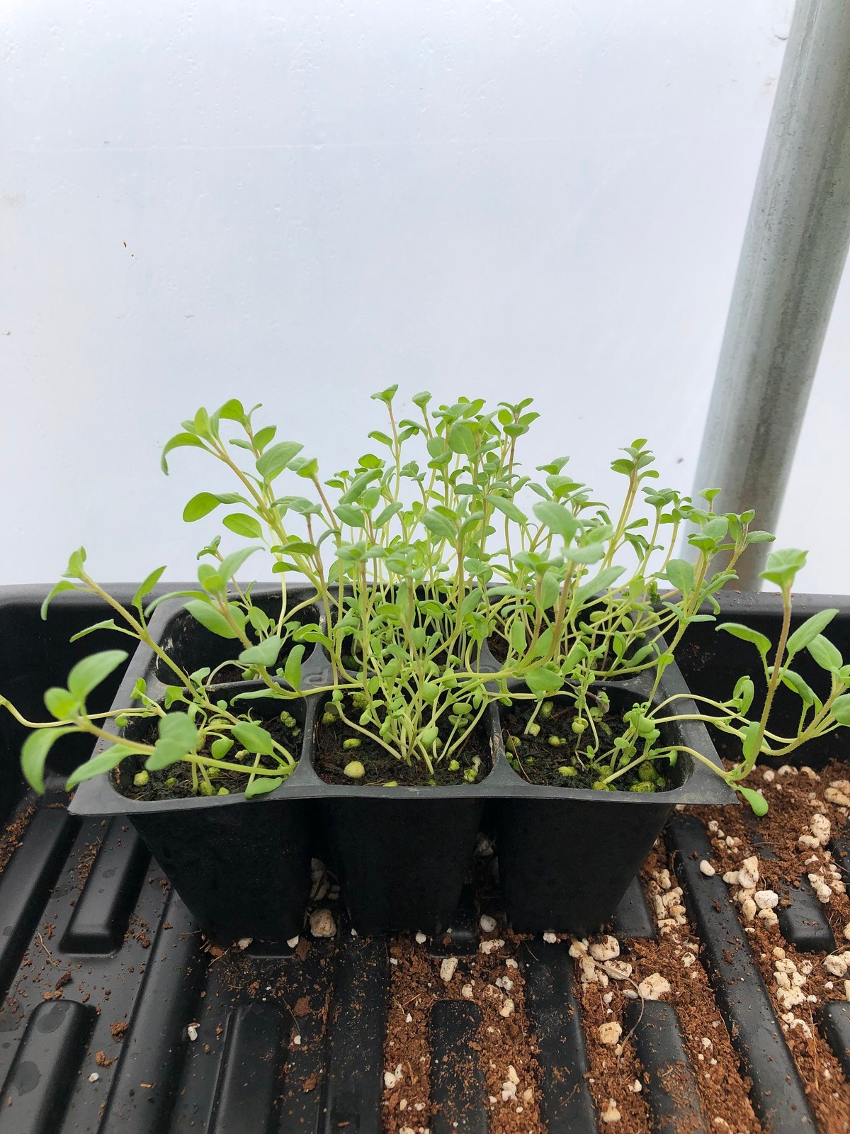 Sweet Marjoram Live Plant – Seedlings/Plugs and Plants- 3″- 12″ tall- 30-60 days