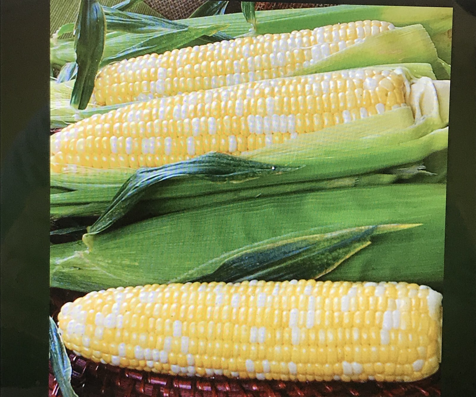 350 Seeds, 4oz. G90 Hybrid Sweet Corn Seed Bicolor Treated 95% Germ.