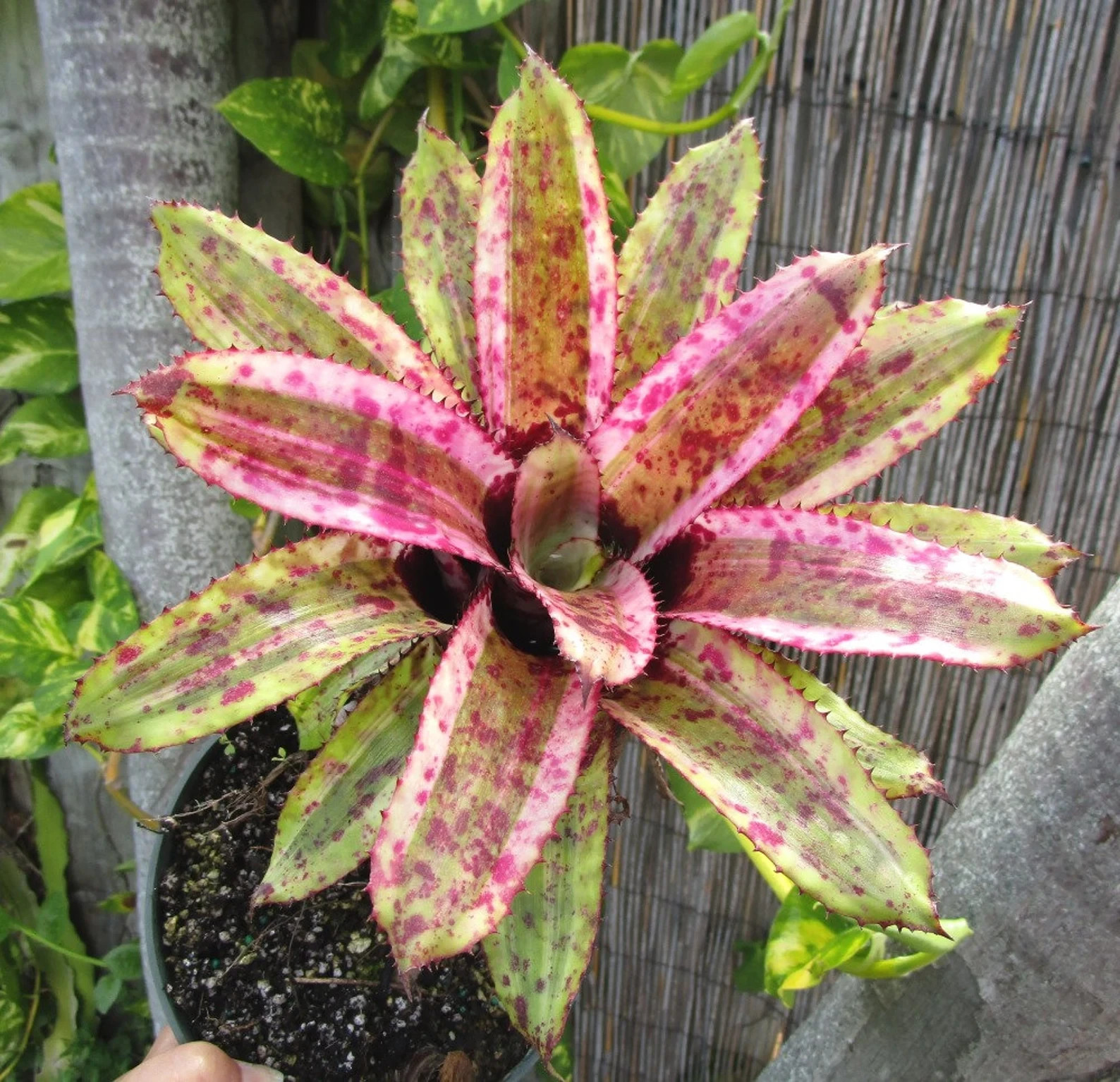 BUY 4 SAVE 15% BROMELIAD Aechmea GOLD TONE Offset – Orlandiana Sport – Rare Find