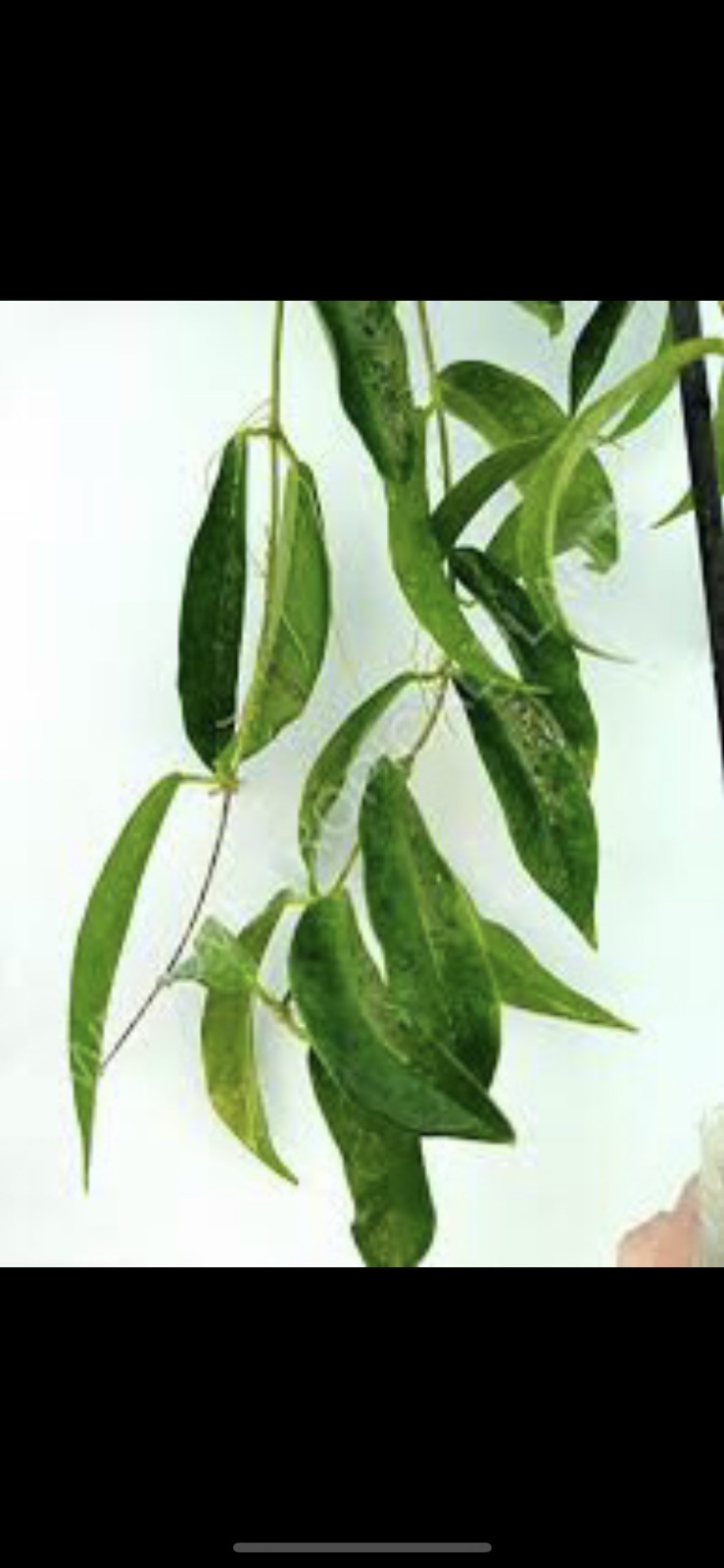 HOY CHLORANTHA (ROOTED PLANT)