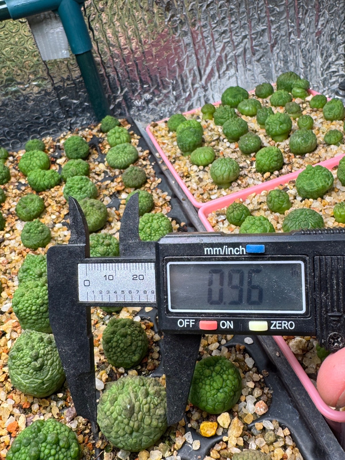 Pseudolithops eylensis Seedling Rare Succulent Live Plant 1” Seed Grown USA