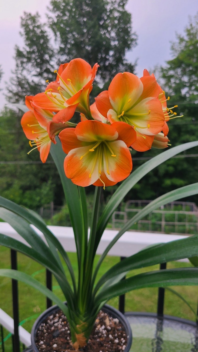 Clivia Compact Hirao cross orange with large green throat white edge 1 plant