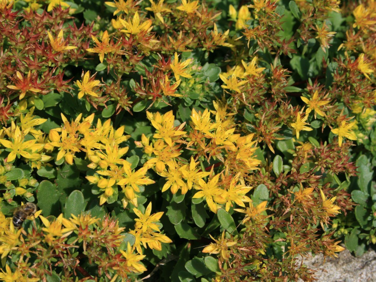 SEDUM FLORIFERUM ‘WEIHENSTEPHANER GOLD’~LIVE SUCCULENT~HARDY GROUND COVER PLANT