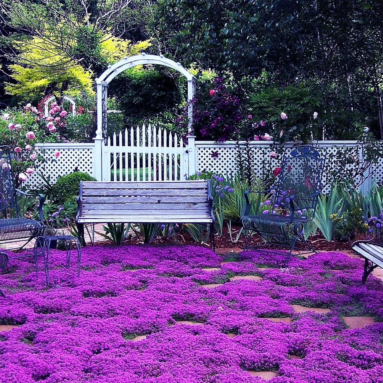 Thymus Serpyllum Purple Creeping Thyme. 2000 Seeds. Free Shipping!