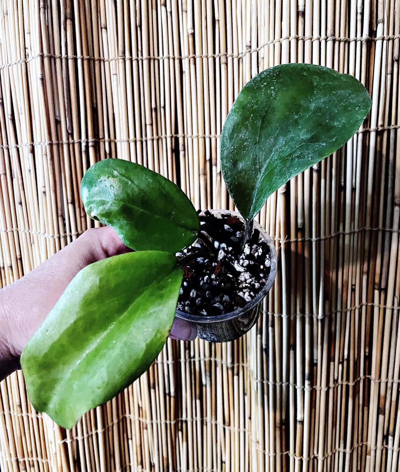 Rare Hoya Hanhiae Pink Mother Big Leaf Vining Tropical NOID Exact Plant