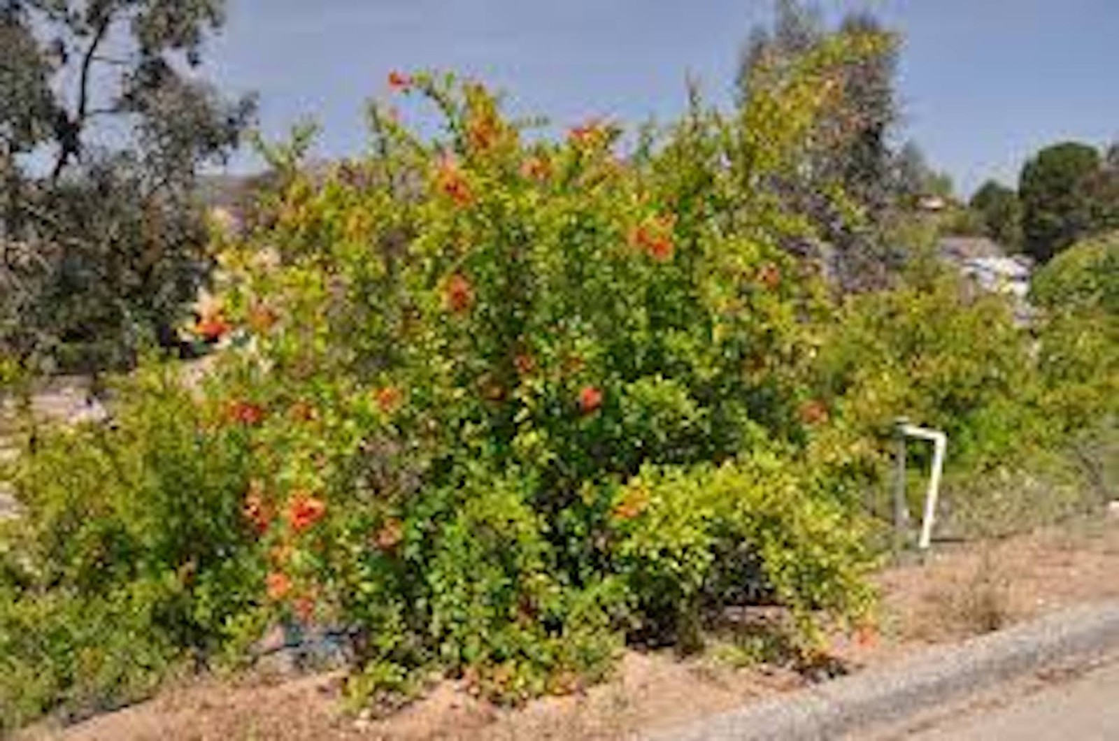 1 Pomegranate ‘Wonderful’ Starter Plant Punica granatum