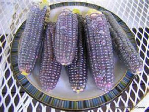 100+ Blue Hopi Corn Seeds, Native American Zea Mays, Fresh for Your Garden