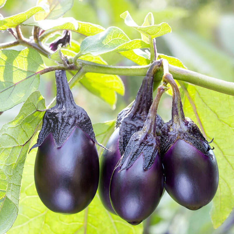 Patio Baby Eggplant:10 Seeds