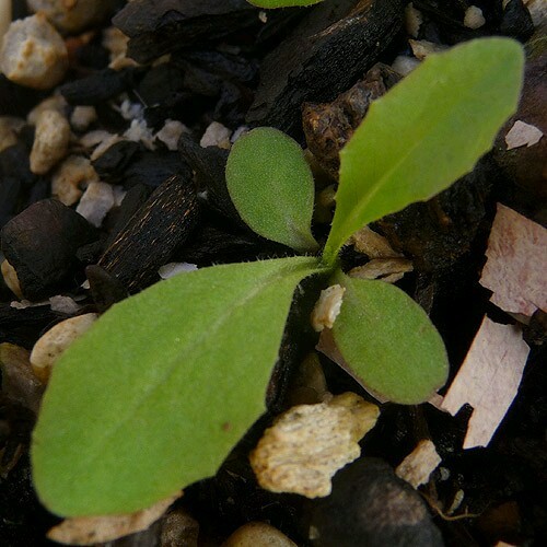 Wild Lettuce (Lactuca virosa) 175-200 Seeds *Free International Shipping*