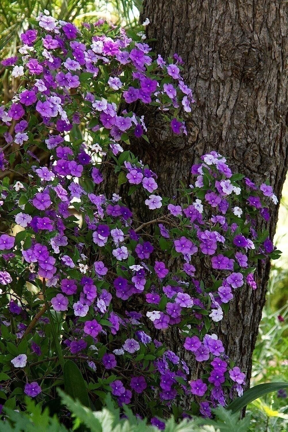 Yesterday Today Tomorrow | 2 Inch | Brunfelsia pauciflora | Low Maintenance