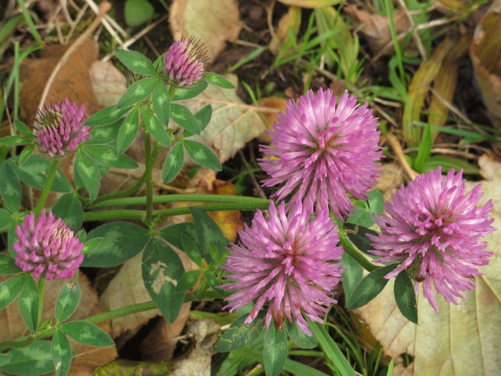 1000 Mammoth Red Clover Seeds – Trifolium pratense Mammoth – Non-GMO Seeds