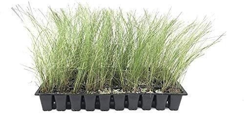 Muhly Grass | 2 Inch | Live Plants | Muhlenbergia | Ornamental Grass