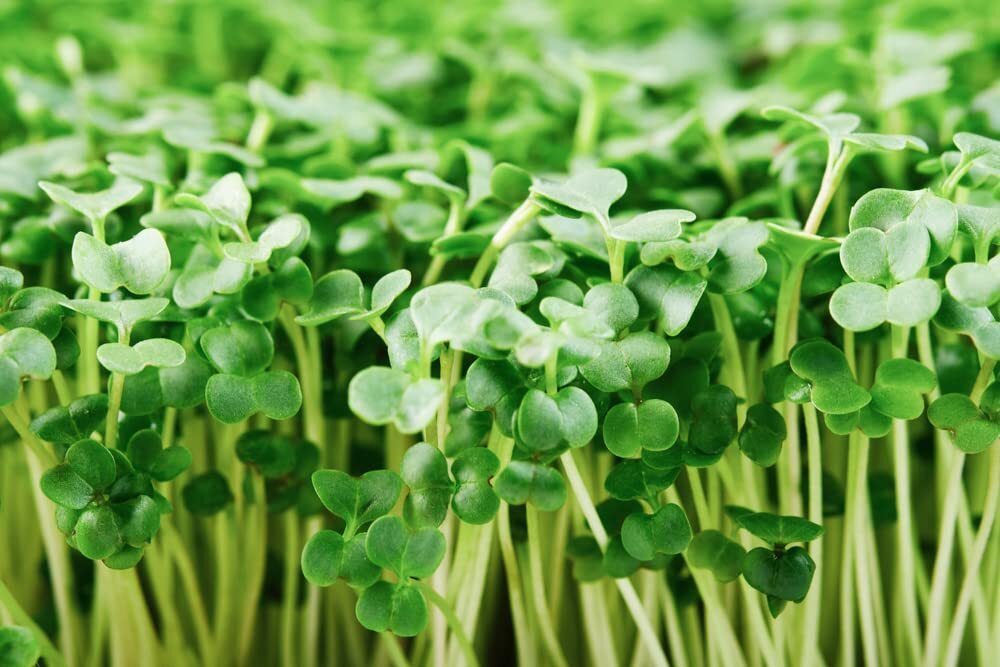 Broccoli Sprouts Seed (500 Seeds) Easy and Fast Growing, Very Healthy Microgreen