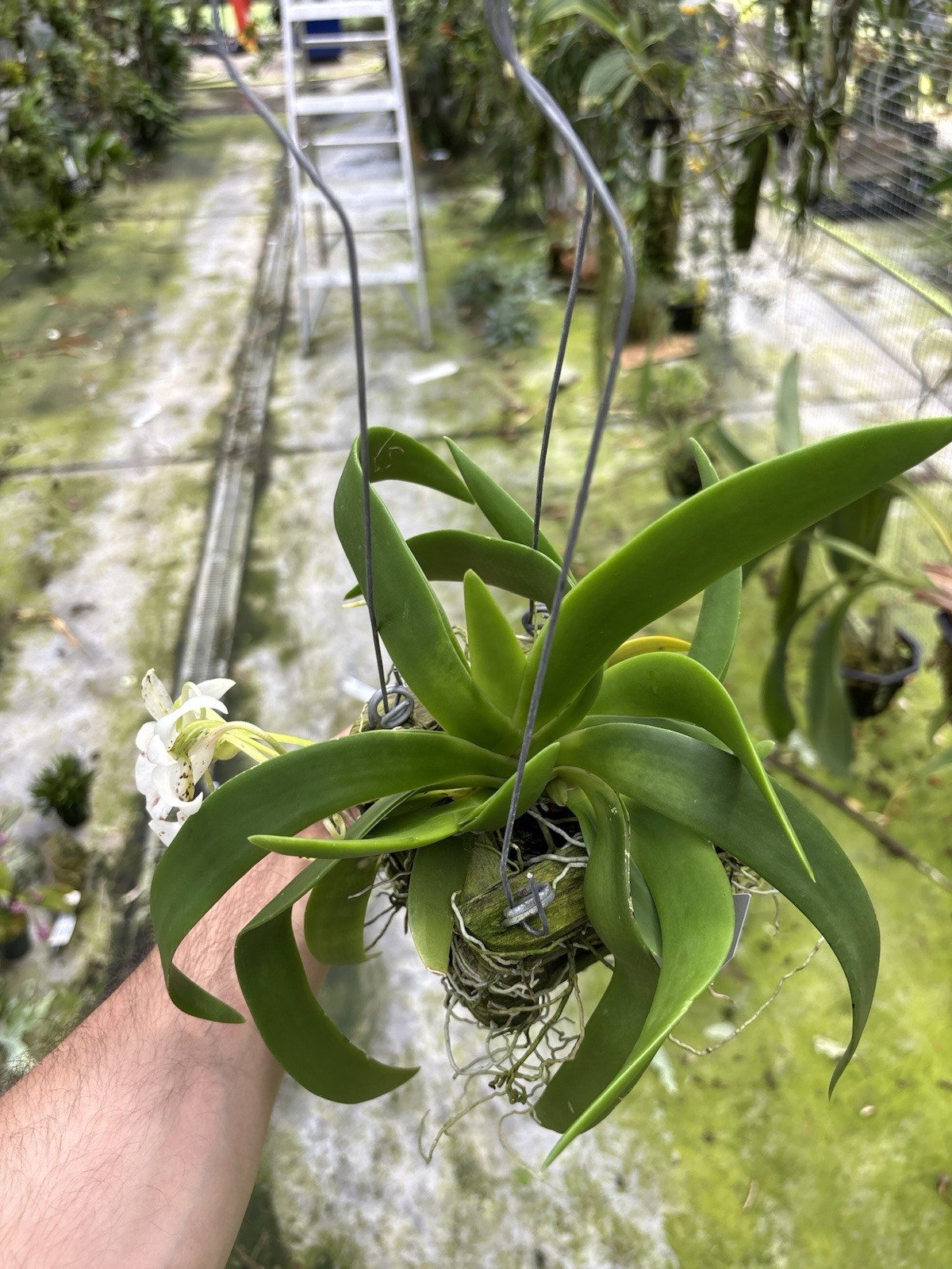 Angraecum leonis SPECIMEN IN BLOOM compact Fragrant Orchid Species