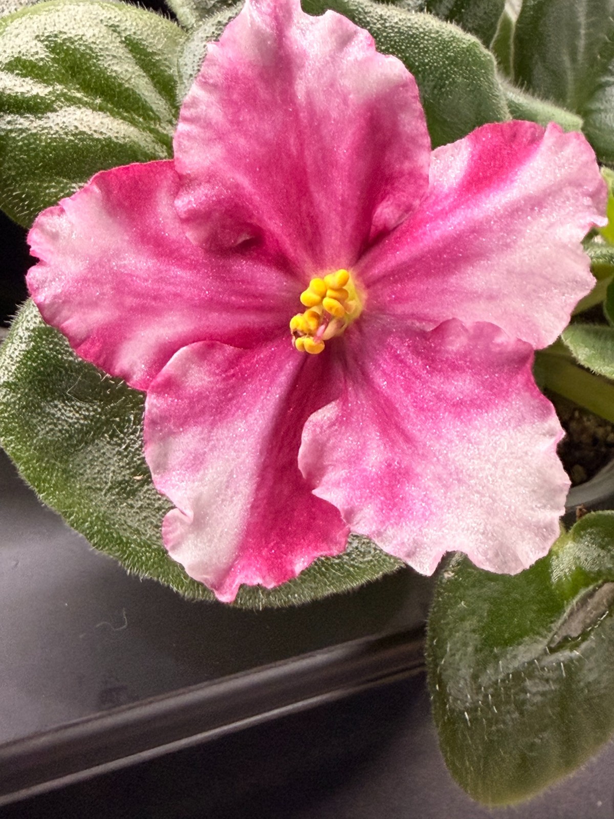 African Violet Plant EK Ruby Moon Starter Plant Standard