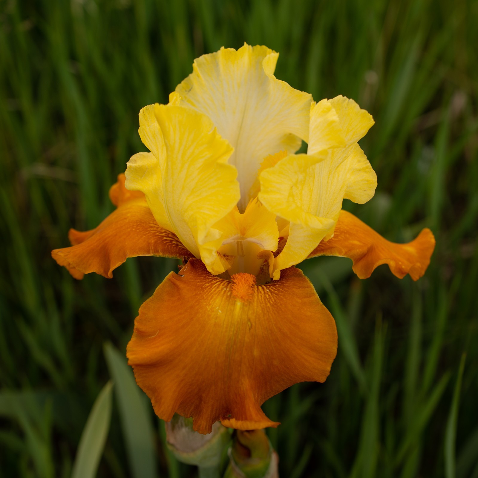 **FALL FIESTA** Tall Bearded Iris. Pre-Order, Combined Shipping: Jul – Sep