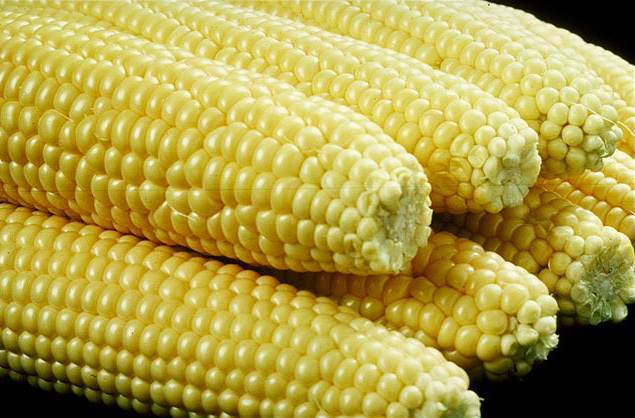100 IOCHIEF YELLOW SWEET CORN AAS Winner Zea Mays Vegetable Seeds *Combined S/H