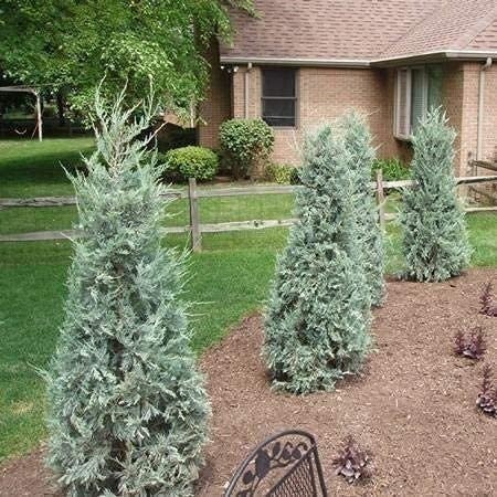 Juniper Moonglow | 4 Inch | Juniperus scopulorum | Groundcover | Erosion Control
