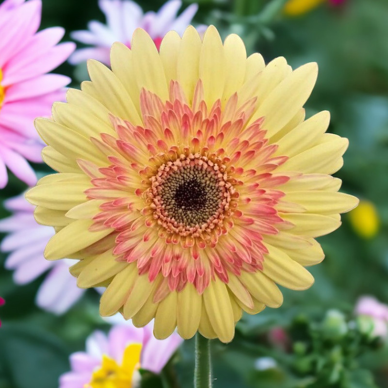 Gerbera Daisy Seeds 50+ Seeds Mum Flower, Flower Seeds, Annual, Flower Beds