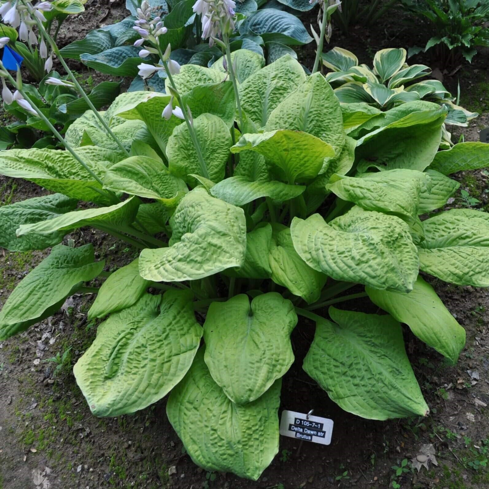 hosta TELEGRAHAM medium gold yellow sun tolerant 2.5″ pot = 1 Live Potted Plant