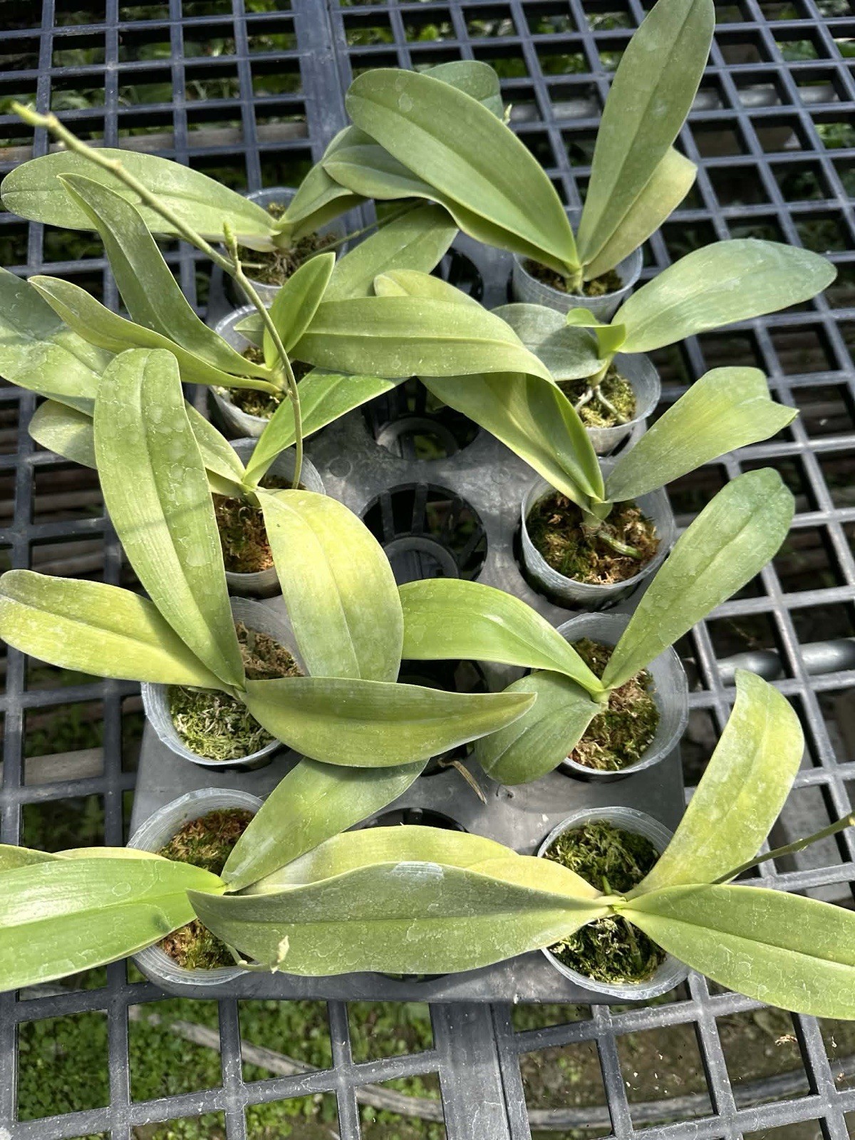 Phalaenopsis cochlearis x sib