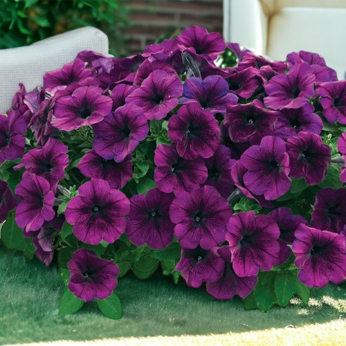 Petunia Seeds Flowers Perennial Flowers Seed Annual US SELLER 175 Seeds Garden