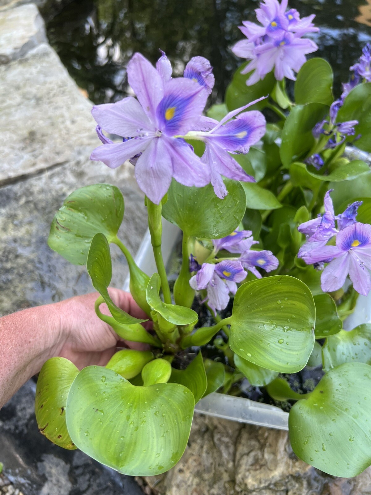 SPECIAL (6) Water Hyacinth Koi Pond Floating Plants Algae 5” BLOOMS July-Oct